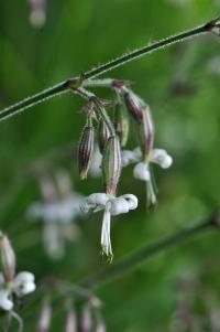 Silene nutans (Silenka nicí)
