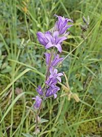 Campanula glomerata (Zvonek klubkatý)