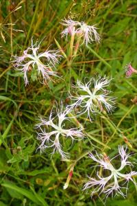 Dianthus superbus (Hvozdík pyšný)