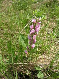 Čilimníček nachový