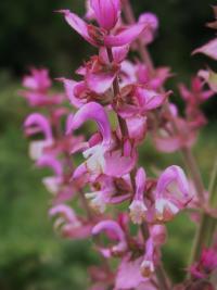 Šalvěj muškátová