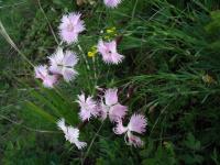 Dianthus plumarius subsp neilreichii (Hvozdík péřitý)