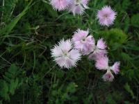 Dianthus plumarius subsp neilreichii (Hvozdík péřitý)