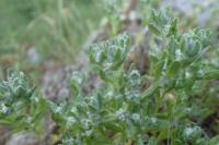 Bombycilaena erecta (Protěžka vzpřímená)