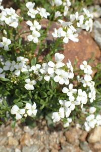Pritzelago alpina (Řeřuška alpská)