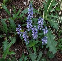 Polygala alpestris (Vítod vysokohorský)