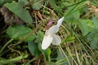 Viola odorata f albiflora (Violka vonná)