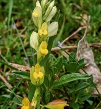 Polygala flavescens (Vítod)