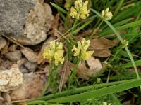 Polygala flavescens (Vítod)