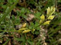 Polygala flavescens (Vítod)