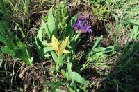 Iris pumila (Kosatec nízký)