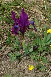 Iris pumila (Kosatec nízký)