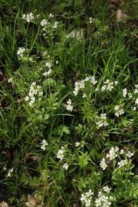 Cardamine amara (Řeřišnice hořká)