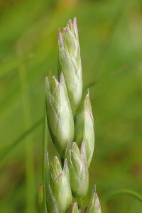 Trojzubec poléhavý