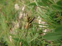 Carex halleriana (Ostřice předalpská)