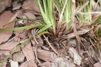 Carex halleriana (Ostřice předalpská)