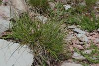 Carex halleriana (Ostřice předalpská)