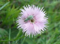 Dianthus plumarius subsp praecox (Hvozdík péřitý)