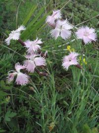 Dianthus plumarius subsp praecox (Hvozdík péřitý)