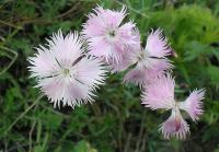 Dianthus plumarius subsp praecox (Hvozdík péřitý)