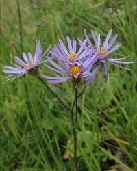 Hvězdnice chlumní velkoúborná