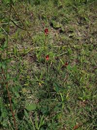 Macroptilium lathyroides (Macroptilium)