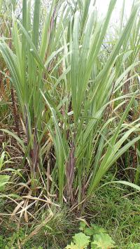 Saccharum officinarum (Třtina cukrová)