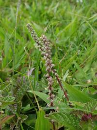 Cyathula prostrata (Cyathula)