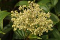 Miconia coriacea (Širál)