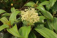 Miconia coriacea (Širál)