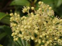 Miconia coriacea (Širál)