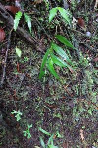 Ichnanthus pallens (Ichnanthus)