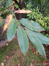 Castanea sativa (Kaštanovník jedlý)
