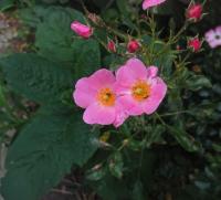 Rosa (Růže 'Fortuna' - Mnohokvěté růže)