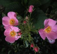 Rosa (Růže 'Fortuna' - Mnohokvěté růže)