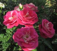 Rosa (Růže 'Rose Gaujard' - Velkokvěté růže)