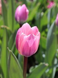 Tulipa (Tulipán 'Light and Dreamy')