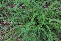 Athyrium filix-femina (Papratka samičí 'Frizelliae')