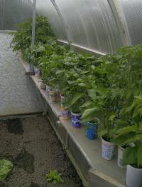 Předpěstování sazenic paprik