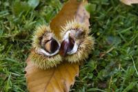 Castanea sativa (Kaštanovník jedlý)