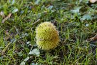 Castanea sativa (Kaštanovník jedlý)