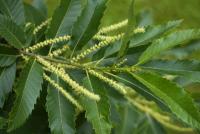 Castanea sativa (Kaštanovník jedlý)