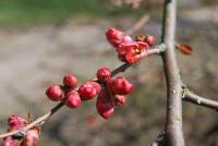 Chaenomeles japonica (Kdoulovec japonský - poupata)