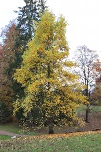 Liriodendron tulipifera (Liliovník tulipánokvětý - podzimní habitus)