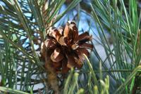 Pinus sylvestris (Borovice lesní)