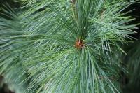 Pinus wallichiana (Borovice himalájská)