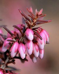 Erica carnea (Vřesovec pleťový)