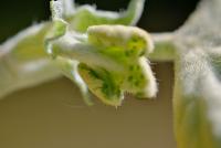 Platanus x hispanica (Platan javorolistý)