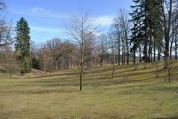 Platanus x hispanica (Platan javorolistý - zimní habitus)