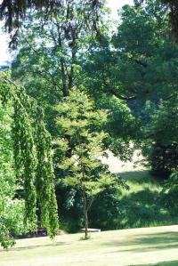 Gymnocladus dioicus (Nahovětvec dvoudomý)